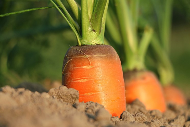 Vegetales de raíz
